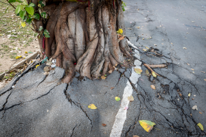 tree roots